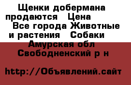 Щенки добермана  продаются › Цена ­ 45 000 - Все города Животные и растения » Собаки   . Амурская обл.,Свободненский р-н